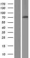 C1orf38 Protein (Over-Expression Lysate Myc-DDK (Flag))