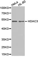 HDAC3 Antibody