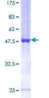 Human ARFRP1 Protein (Recombinant GST)