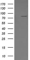 SOLO / SESTD1 Antibody (clone OTI2E7)