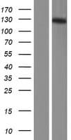 MCF2L2 Protein (Over-Expression Lysate Myc-DDK (Flag))