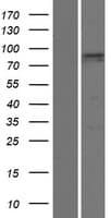 PDZD4 Protein (Over-Expression Lysate Myc-DDK (Flag))