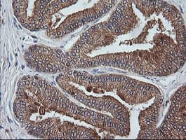 ETS2 Antibody (aa90-349, clone OTI2A3, Carrier-free)