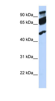 Polyclonal Rabbit anti-Human ERAL1 Antibody (aa144-193, WB)