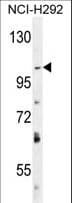 DAGLA Antibody (aa317-345)