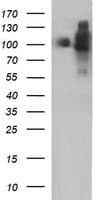 ICAM3 / CD50 Antibody (clone OTI1F4)