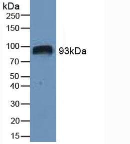 HIF1A / HIF1 Alpha Antibody (aa575-826)