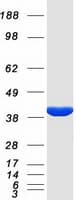 Human KCNAB2 / Kv-Beta-2 Protein (Recombinant Myc-DDK (Flag))