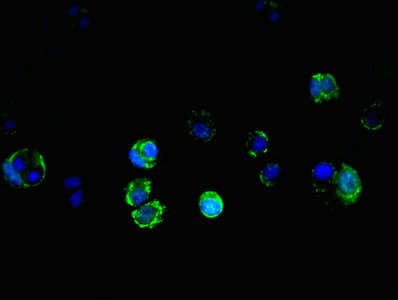 Polyclonal Rabbit anti-Human TRAP1 / HSP75 Antibody (IF, WB)
