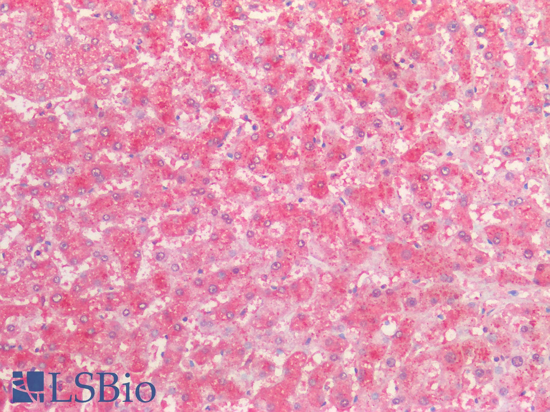 PathPlus™ Monoclonal Mouse anti-Human GLUL / Glutamine Synthetase Antibody (clone AT8D7, IHC, IF, WB)