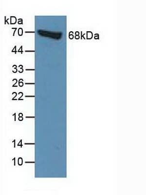 MSN / Moesin Antibody (aa354-577)
