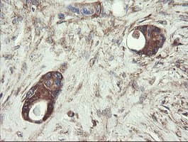 UBE2J1 Antibody (clone OTI3D1)