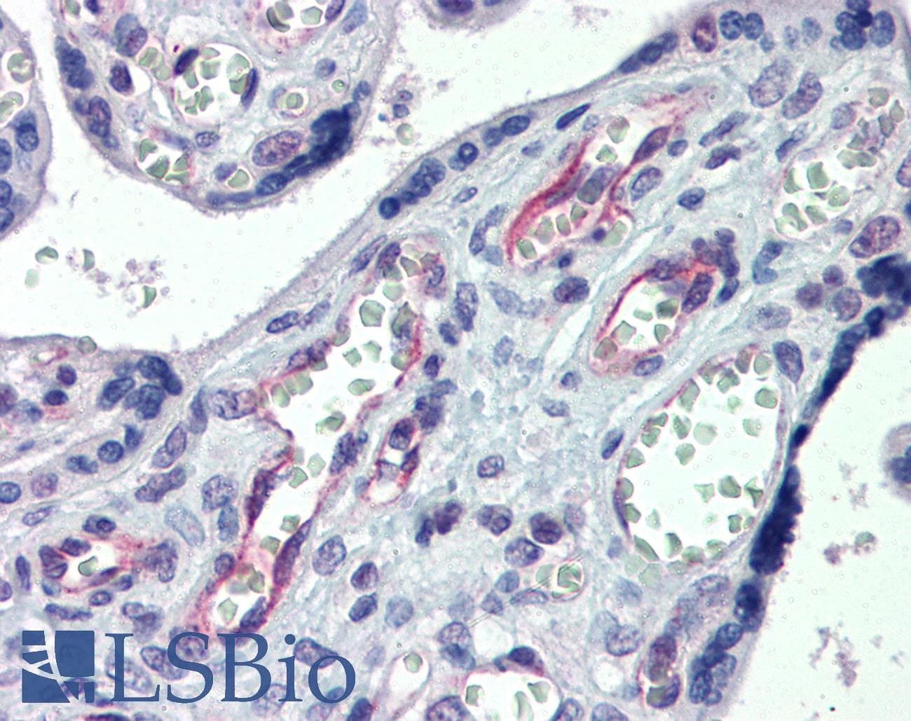 CLDN23 / Claudin 23 Antibody (aa221-270)