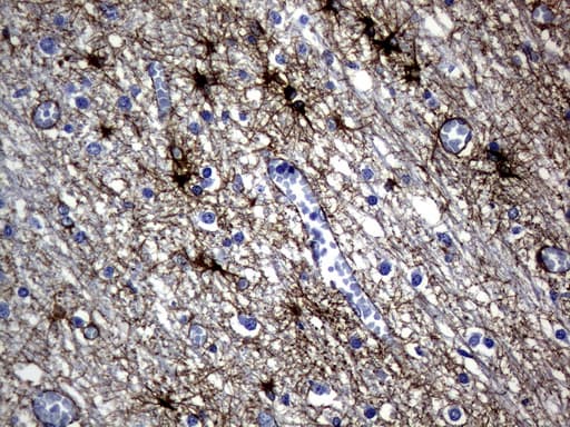 GFAP Antibody (clone UMAB129, Carrier-free)