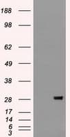 FGF2 / Basic FGF Antibody (clone OTI3D10)