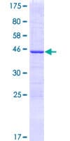 Human CGGBP1 Protein (Recombinant GST)