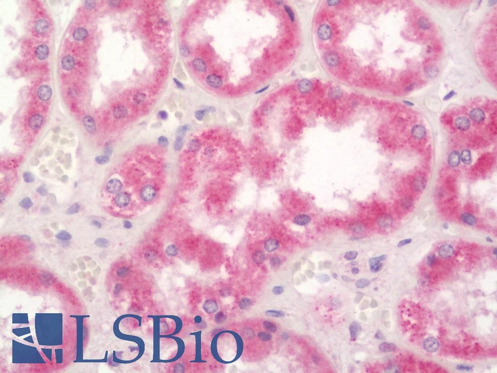 PLTP Antibody (Biotin)
