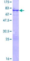 Human TEKT1 Protein (Recombinant GST)