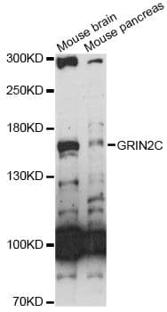 GRIN2C / NMDAR2C / NR2C Antibody