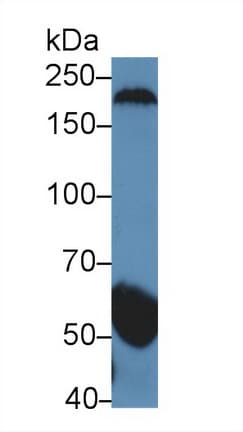 GSAP / PION Antibody (aa616-854)