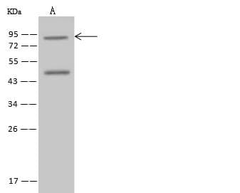 Polyclonal Rabbit anti-Human SEC14L1 Antibody (WB)