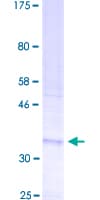 Human ROMO1 Protein (Recombinant GST)