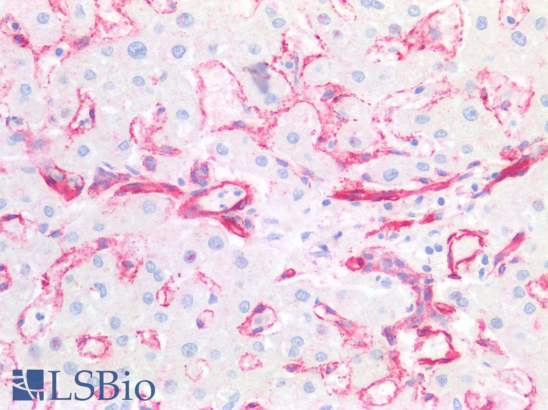 PathPlus™ Polyclonal Rabbit anti-Rat CAV1 / Caveolin 1 Antibody (aa2-105, IHC, WB)