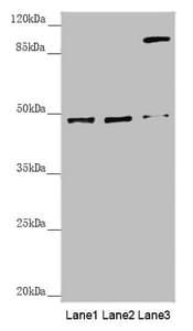SCRN2 / Ses2 Antibody