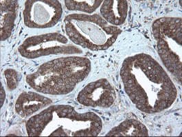 VBP1 Antibody (clone OTI1D1)