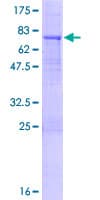 Human KLHL32 Protein (Recombinant GST)