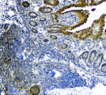 Polyclonal Rabbit anti-Mouse TXN / Thioredoxin / TRX Antibody (IHC, WB)