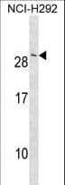 Polyclonal Rabbit anti-Human CRADD / RAIDD Antibody (aa69-98, WB)
