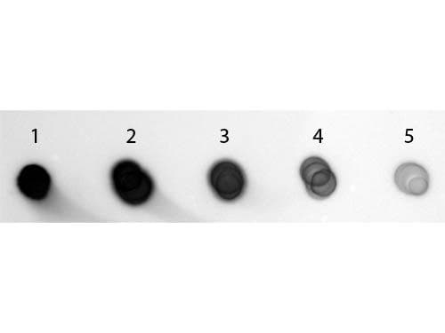 Goat Anti-Guinea Pig IgG Secondary Antibody (AP)