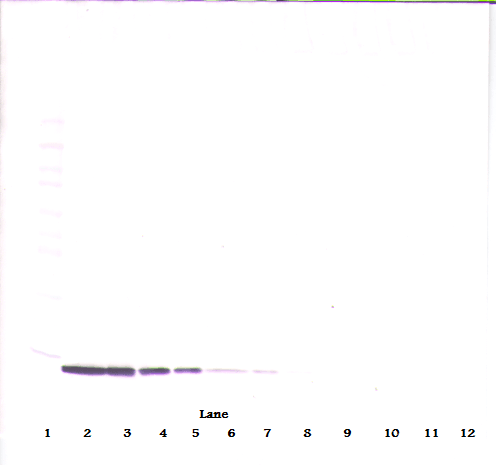 IHC-plus™ Monoclonal Mouse anti-Human CCL19 / MIP3-Beta Antibody (IHC, WB)