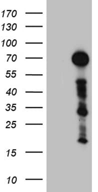 ZFP37 Antibody (clone OTI3H4)