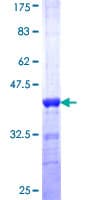 Human SFPQ Protein (Recombinant GST, N-terminus)