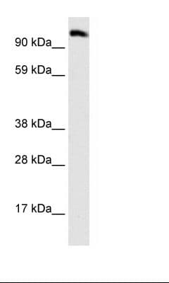 EEA1 Antibody (aa307-356)