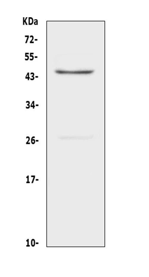 TNFRSF4 / CD134 / OX40 Antibody