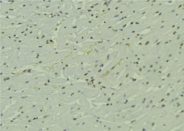 PTBP2 Antibody
