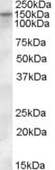 IHC-plus™ SLC12A4 / KCC1 Antibody (aa997-1007)
