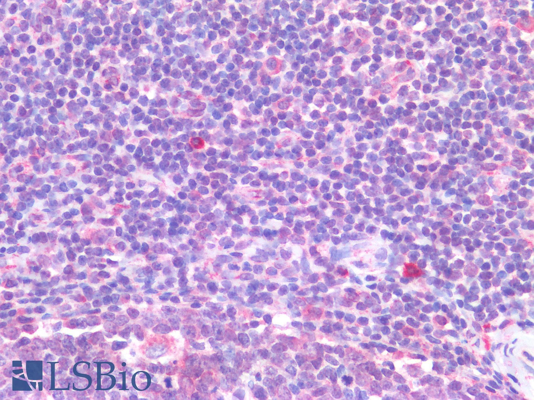 IHC-plus™ IL-33 Antibody