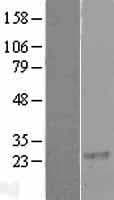 RGS8 Protein (Over-Expression Lysate Myc-DDK (Flag))