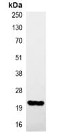 Monoclonal Mouse Hemagglutinin / HA Tag Antibody (IF, WB)