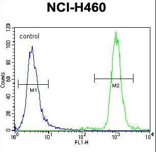 Polyclonal Rabbit anti-Human ZNF28 Antibody (aa87-115, WB)