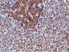 Monoclonal Mouse anti-Human APMAP / C20orf3 Antibody (clone 4F6, Carrier-free, IHC, WB)