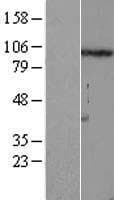 FSTL5 Protein (Over-Expression Lysate Myc-DDK (Flag))
