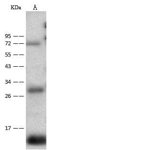 Polyclonal Rabbit anti-Rat CD59 Antibody (Preservative Free, WB)