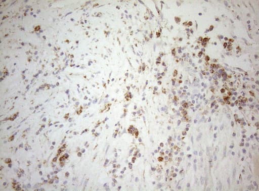 DECR1 Antibody (clone OTI4G4, Carrier-free)
