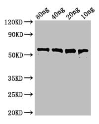 Perfringolysin O Antibody