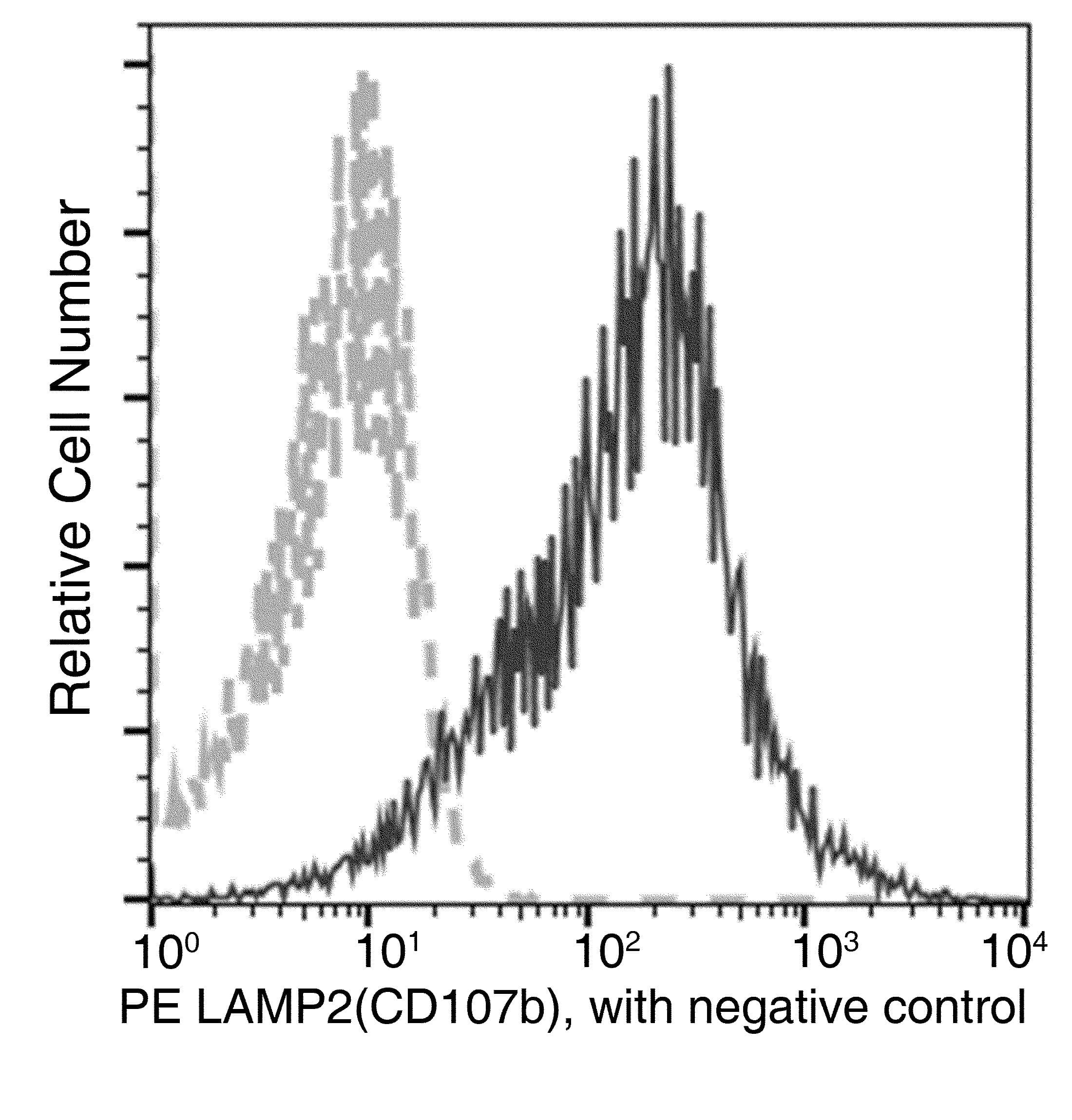 Monoclonal Rabbit anti-Mouse LAMP2 / CD107b Antibody (clone 141, PE)